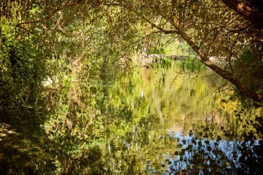 Trees reflecting in river. Abstract trees reflection on rippled water surface