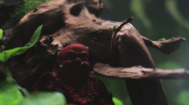 Kirli bir akvaryumda Buda heykeli, Tatlı Su Amano karidesinin yakın çekim görüntüsü. Caridina çoklu dentata.