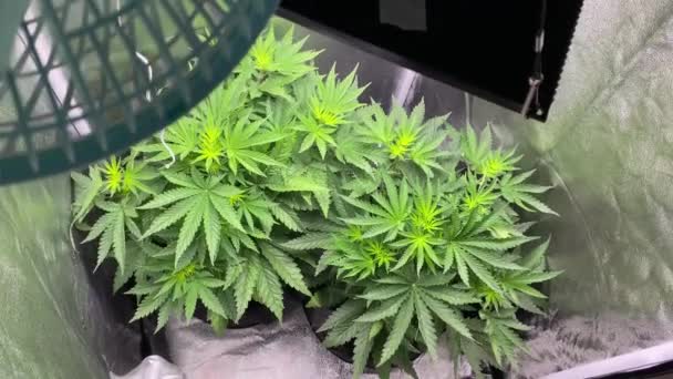 Medische cannabisplanten in bloei in een kweektent onder LED-kweeklampen. — Stockvideo