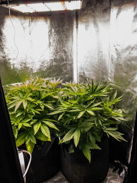 Plantas de cannabis médica em fase de floração em uma tenda Crescer sob holofotes LED. — Fotografia de Stock
