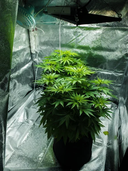 Beltéri marihuána termesztés, ventilátorral és fényekkel — Stock Fotó