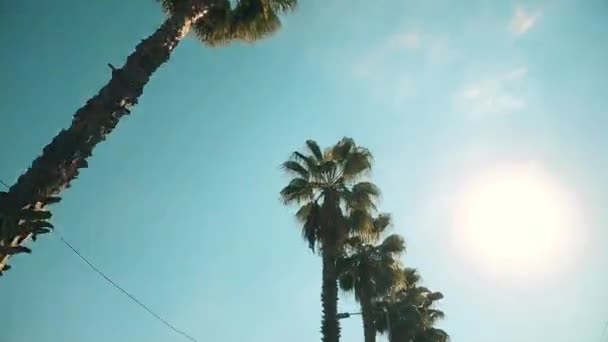 푸른 하늘을 지나는 야자나무들 — 비디오