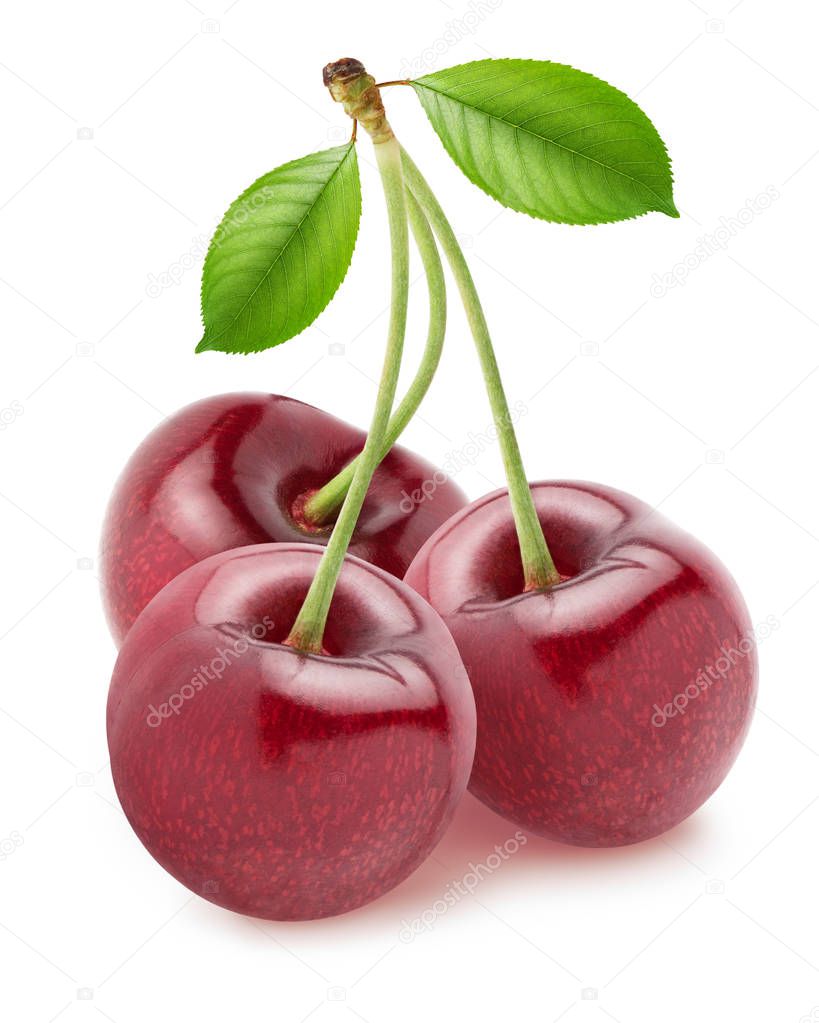 Isolated cherries. Three cherry fruits with leaves isolated on white background with clipping path