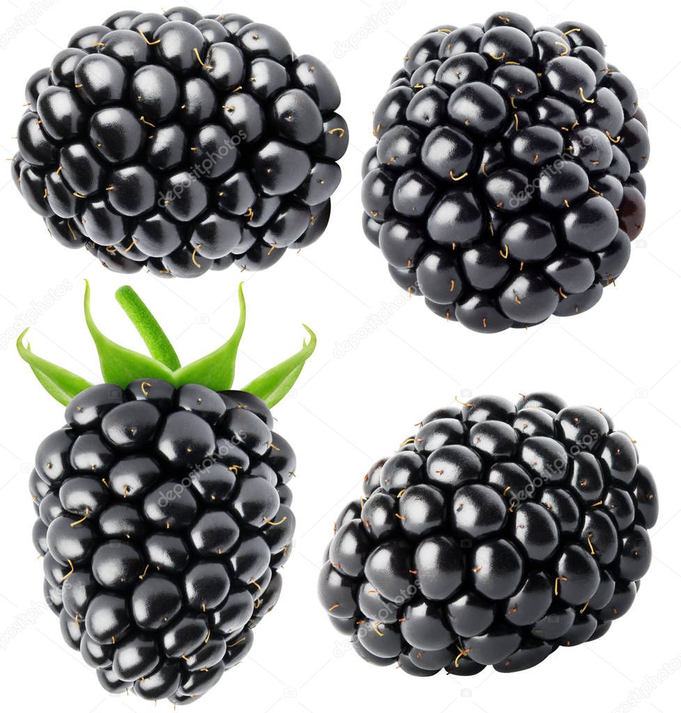 Isolated berries Collection of blackberry fruits isolated on white background with clipping path