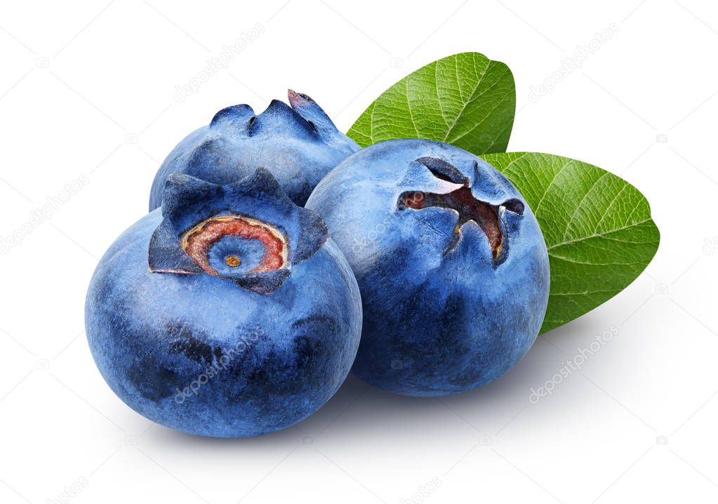 Isolated blueberries. Three sweet blueberry fruits with leaves isolated on white background, clipping path