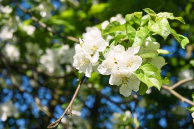 güzel güneşli bir çiçek açan kiraz