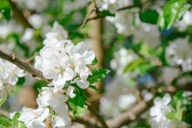 güzel güneşli bir çiçek açan kiraz