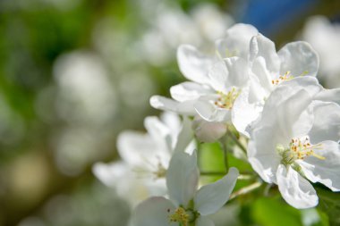 güzel güneşli bir çiçek açan kiraz