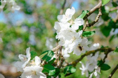 güzel güneşli bir çiçek açan kiraz
