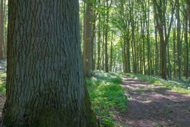 Yaz ormandaki ağaçlar