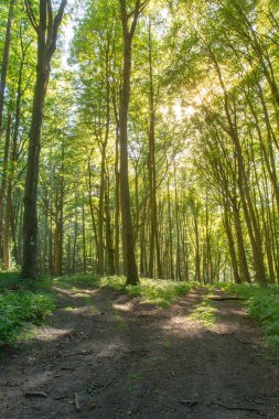 Ormanda iki yol var. Metin uzayı