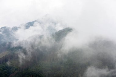 Polonya Tatralarındaki dağlarda sis var.