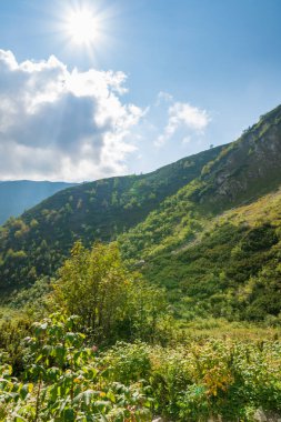 Polonya Tatra Dağları 'ndaki orman çalıları ve dağlar