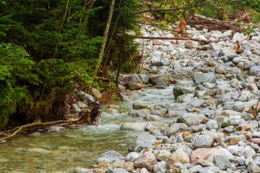 Nehirdeki taşlar. Çevredeki orman. Dağ alanları