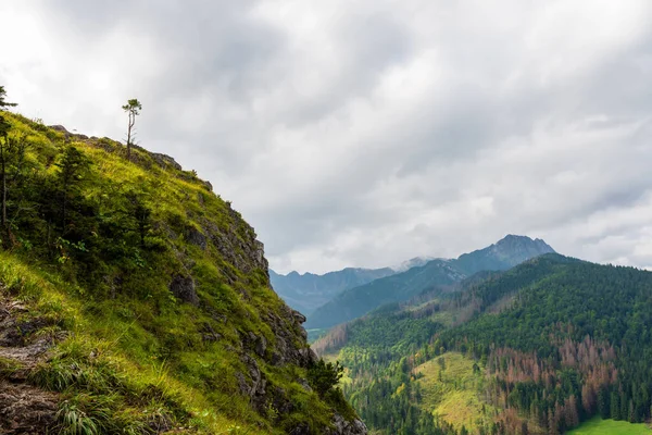 Edelweiss ve diğer bitki örtüsü kayaya. Nosal. Tatra Dağları. Polonya.