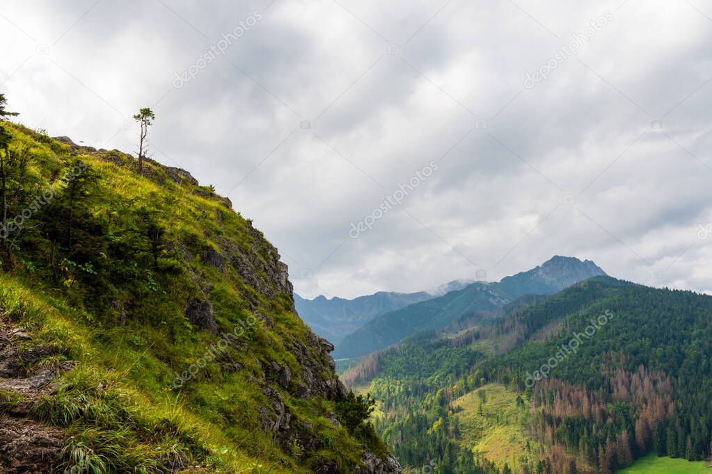 Edelweiss and other vegetation on the rock. Nosal. Tatra Mountains. Poland.