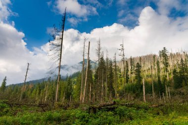Dağdaki yeşil çam ormanları