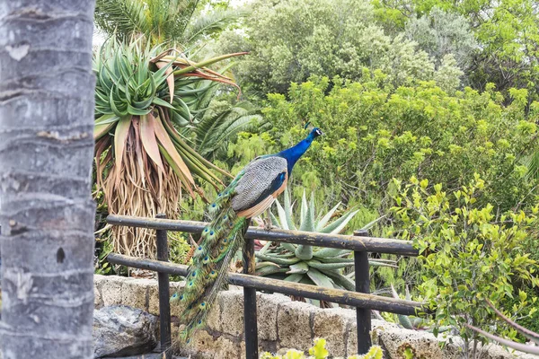 Mundo Animal Salvaje Pavo Real Sentado Barandilla Cerca —  Fotos de Stock