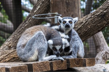 Hüzünlü bir bakışla iki lemurlar birbirine yapışan oturmak