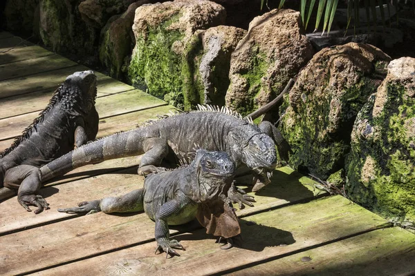 Animal Salvaje Tres Iguanas Gran Tamaño Ordinarias — Foto de Stock