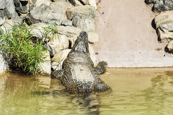 Animal Depredador Cocodrilo Arrastró Fuera Del Agua Tomando Sol — Foto de Stock