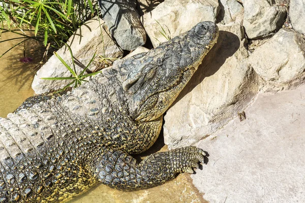 Raubtier Krokodil Sonnt Sich Der Sonne Nahaufnahme — Stockfoto