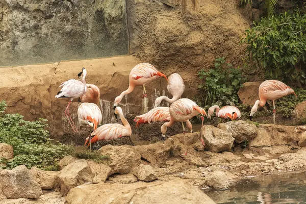 Flamencos rosados se alimentan en la costa rocosa entre la vegetación cerca —  Fotos de Stock