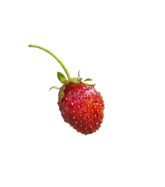 Ripe Red Strawberry Berry White Background Close — Stock Photo, Image