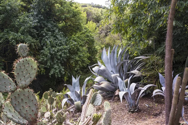 Flora. Kaktüsler farklı türde kumlu toprakta büyümek 