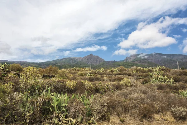 Dağ manzarası. Yüksek dağların önünde Vadisi'nde kaktüs büyümek. Dağlar bulutlar ile kaplıdır.