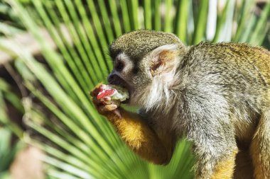 Vahşi doğa. Küçük maymun meyve, yakın çekim yiyecek