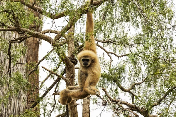 Wild nature. A wild monkey hangs on a tree branch.