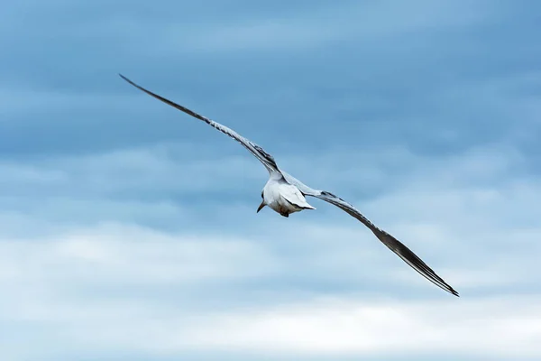 Wilde Natur Möwe Flug Mit Ausgebreiteten Flügeln — Stockfoto