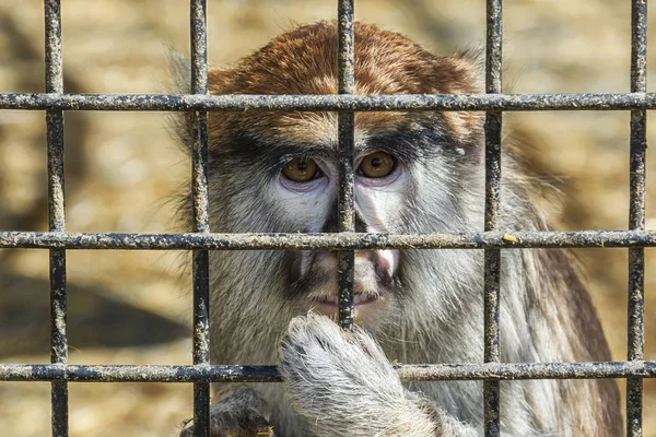 Wild animals. Monkey with a sad look sits behind a metal lattice, close-up