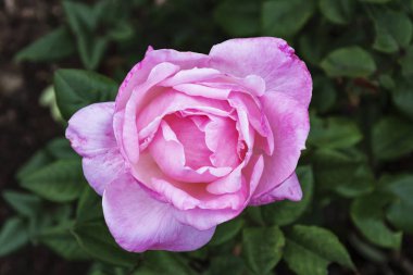 Bir bud kök yakın çekim yeşil bulanık yeşillik zemin üzerinde bir çiçek gül