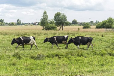 Tarım. Bir çayır köyü yakınlarında birkaç inek otlatmak