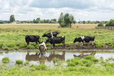 Tarım ve Hayvancılık. Bir çayır köyü yakınlarında birkaç inek otlatmak