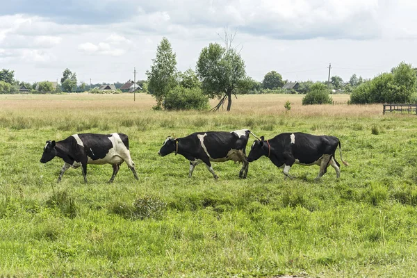 Tarım. Bir çayır köyü yakınlarında birkaç inek otlatmak