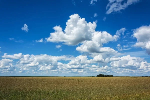 Paysage Estival Nuages Blancs Cumulus Sur Champ Cultures — Photo