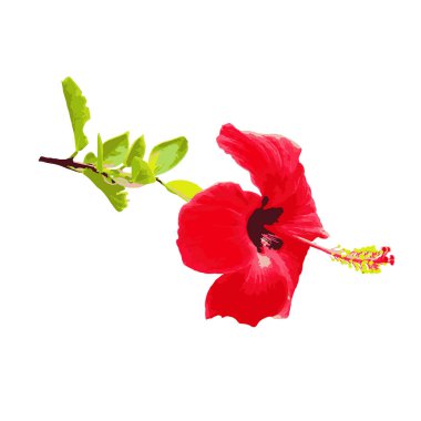 Hibiscus çiçeği, suluboya boyama, tasarım ve dekorasyon için