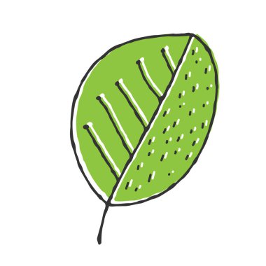 Bir bitki yaprağının el çizimi vektör rengi. Tema tasarımı için Doodle biçimi beyaz arkaplanda izole edildi