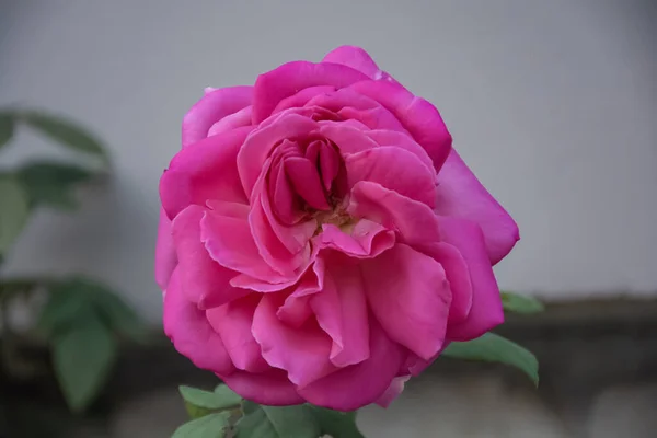 Rose Rosebud Close Sur Fond Flou Photo Stock — Photo