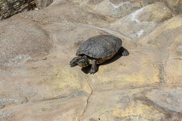 Zwierzęta Żółw Wodny Kąpie Się Słońcu Skalistej Plaży Zapasy Pho — Zdjęcie stockowe