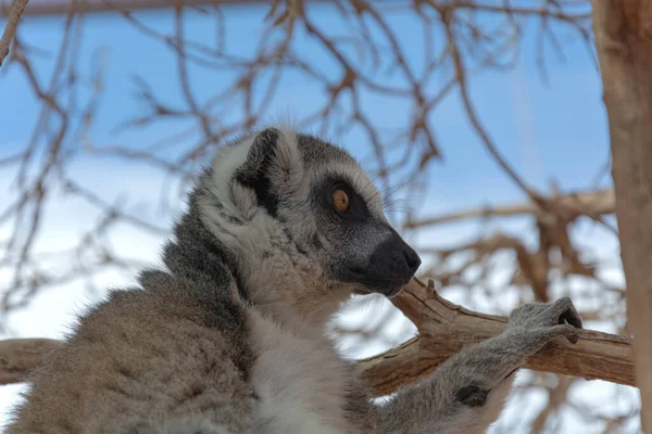 Des Animaux Lémurien Assis Sur Une Branche Arbre Sec Gros — Photo