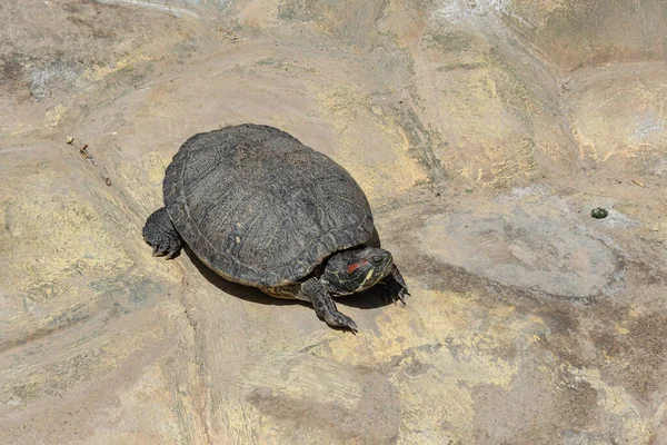 Dieren Een Waterschildpad Koestert Zich Zon Een Rotsachtig Strand Voorraadfoto — Stockfoto
