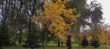 Sararmış yaprakları rüzgarda sallanan bir ağaç.