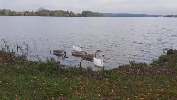 Adult Young Swans Swim Water Shore — Stock Video