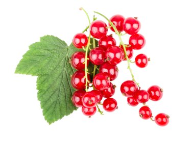 Beyaz arka planda yaprağı olan kırmızı frenk üzümü. İzole edilmiş