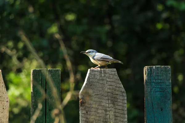 Egy kis madár ül egy fából készült kerítés. — Stock Fotó