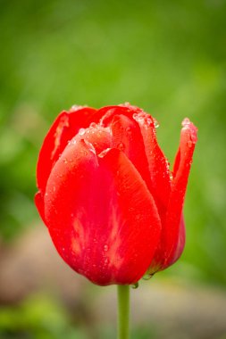 Yağmur damlaları ile kızıl lale 